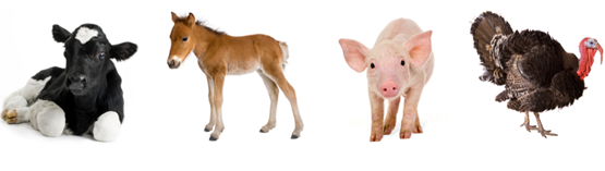 animals